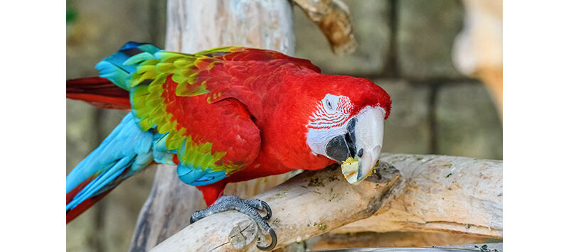 Supplementing Avian Diets